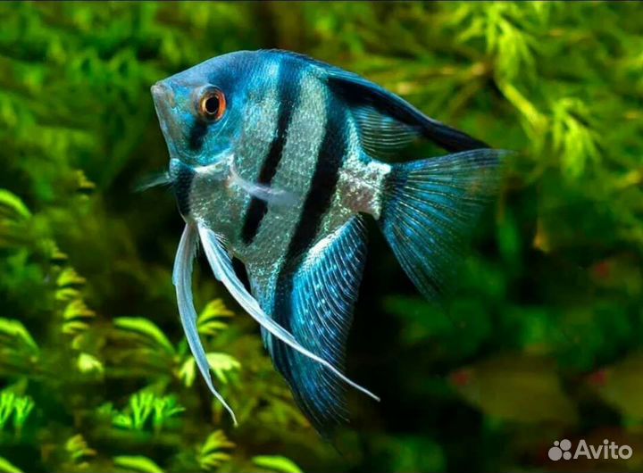 Аквариумные рыбки, тернеция