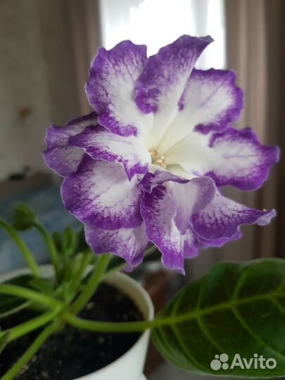 Глоксиния махровая