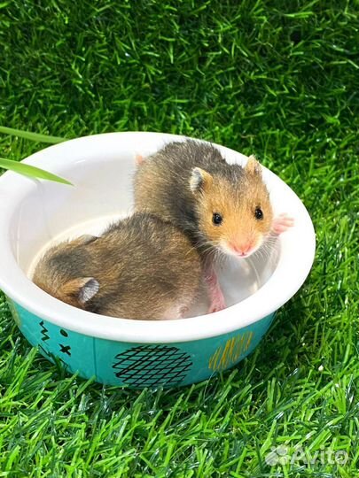 Хомяки сирийские