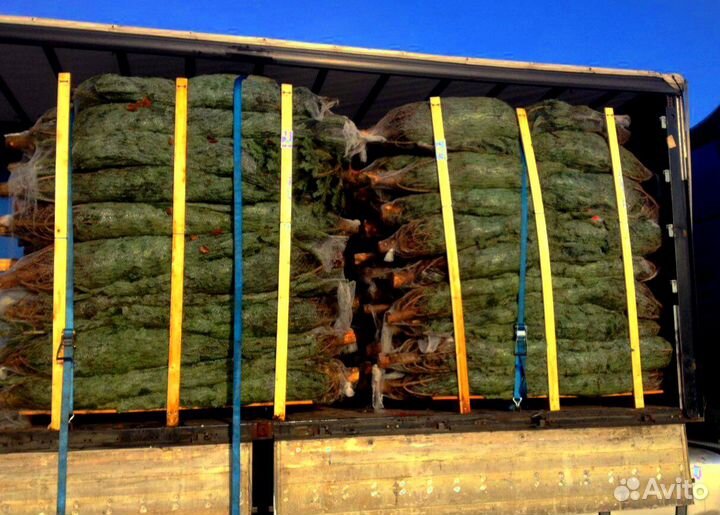 Пихта Фразера/Нордмана Нобилис Лапник оптом