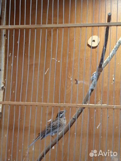 Певчие птички