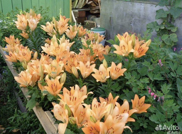 Лилия гибрид; Анемона