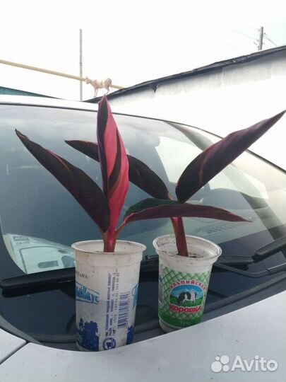 Строманта триколор