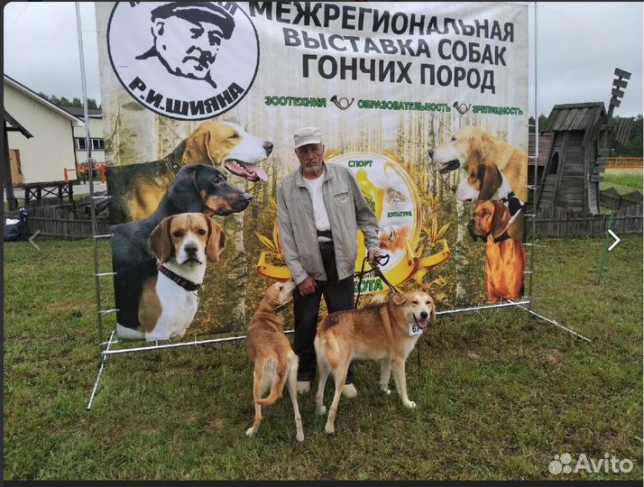 Продам выжловку Русской Гончьей