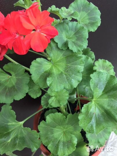 Пеларгония герань