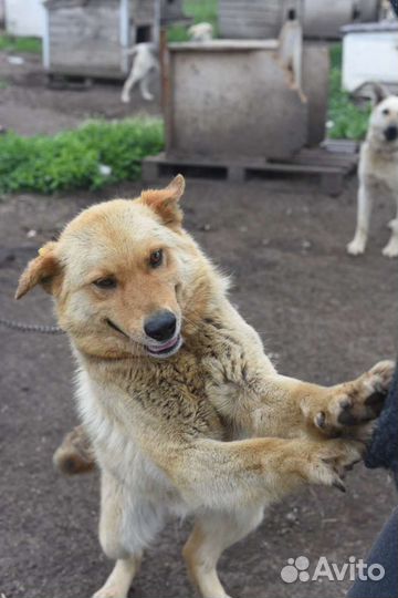 Собака в добрые руки бесплатно