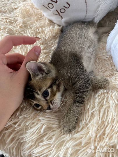 Абесинский котёнок