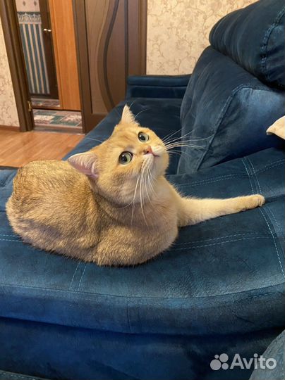 Котик для вязки