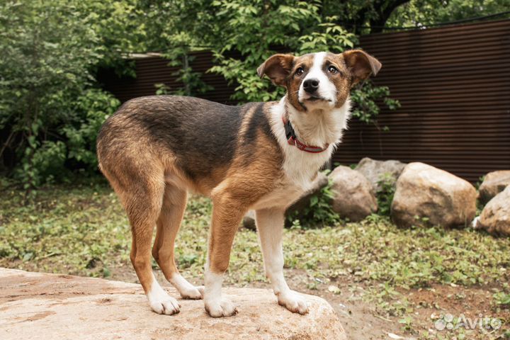 Милый и скромный щенок в добрые руки