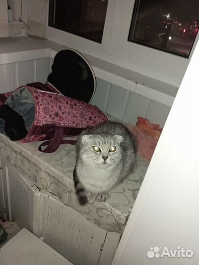 3котята вислоухие, девочка 1 прямоухая