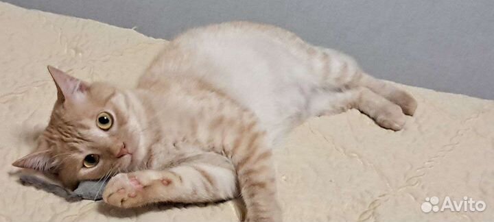 Рыжуля ищет дом