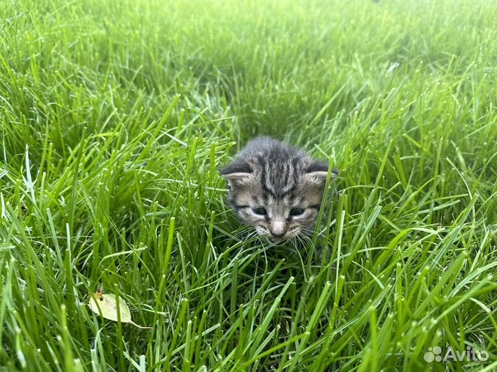Котята от матери крысоловки