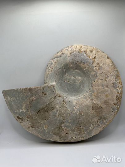 Аммонит большой коллекционный