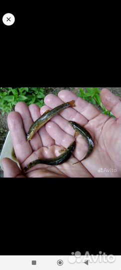 Мальки вьюна для пруда