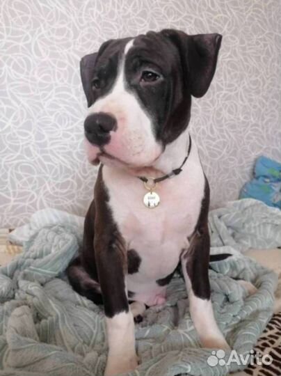 Адресник для питомца