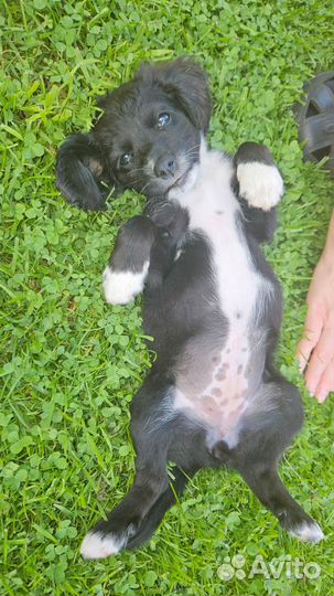 Маленькая собака