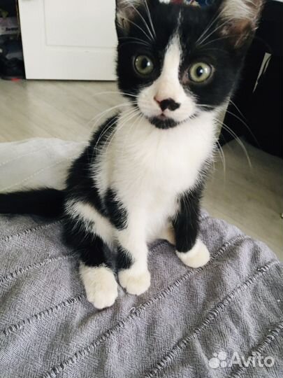 Кошечка 4 месяца