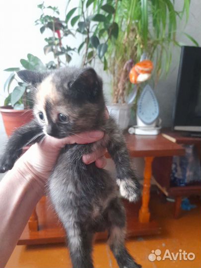 Кошка в дар бесплатно