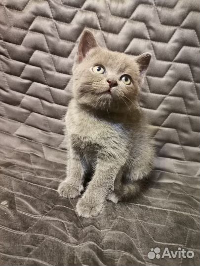 Британский котенок