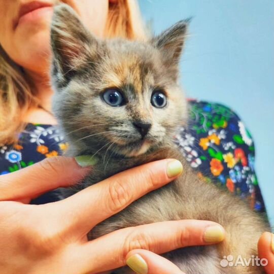Серый пестрый котенок, кошка в добрые руки