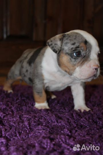 Американский булли щенки