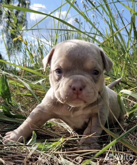 Лиловый триколор малышка бомба