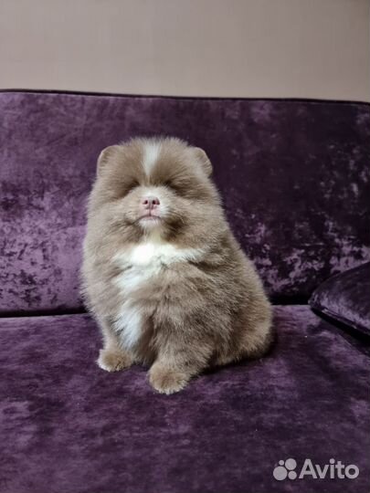 Шпиц лиловый