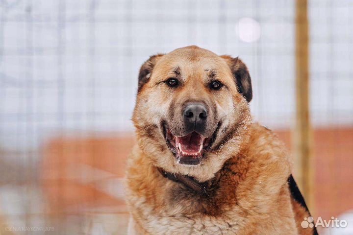 Пёс Портос ждёт в приюте