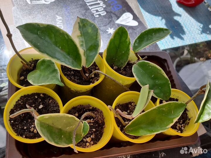 Хойя, Замиокулькас Жук, Блэк Равен и др