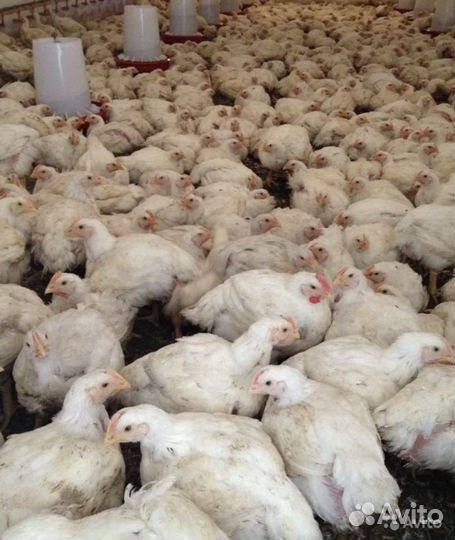 Куры бройлеры
