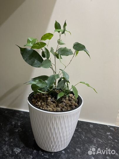 Бенджамина