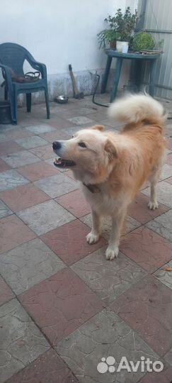 Вязка собак метис