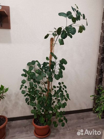 Полисциас Фабиан + росток