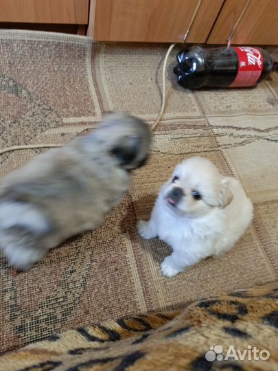 Щенки пекинеса