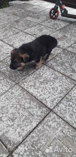 Щенок (мальчик)