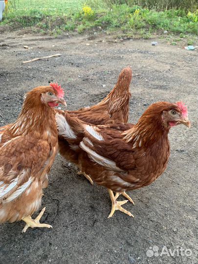 Куры несушки Хайсекс Ломан Браун молодка