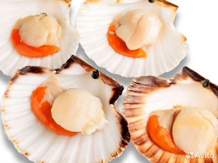 Курильский Гребешок