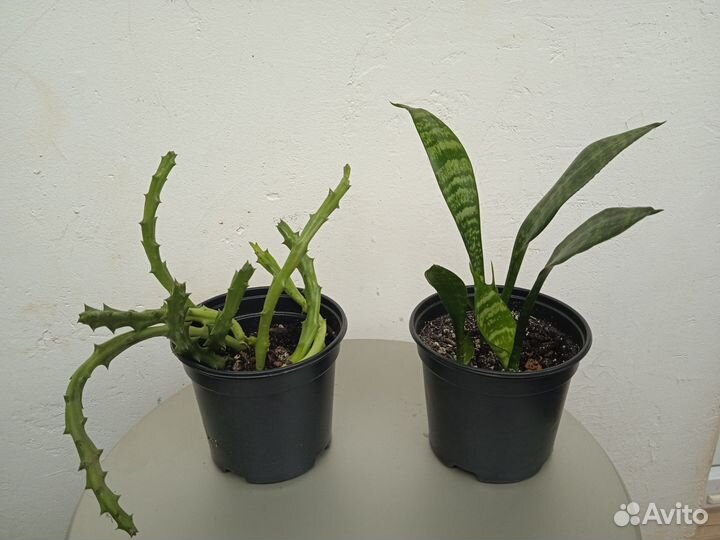 Суккуленты, Полусукуленты разные