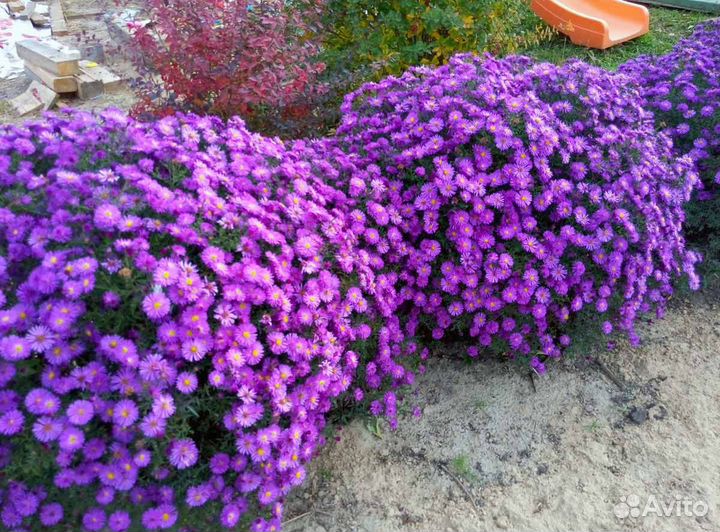 Астры многолетние, шаровидная, кустовая
