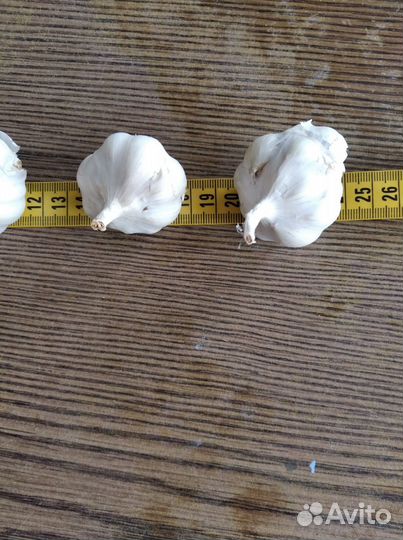 Чеснок яровой