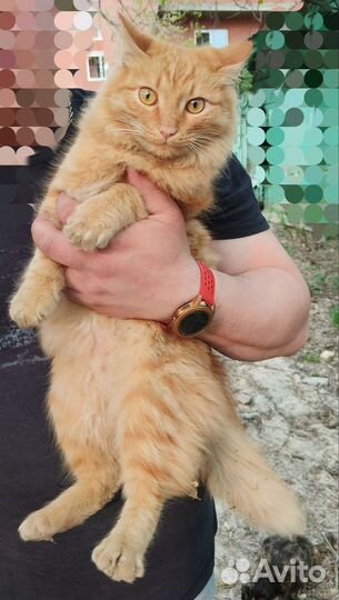 Котик ищет дом