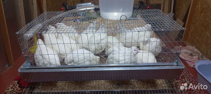Клетка для 15 перепелов