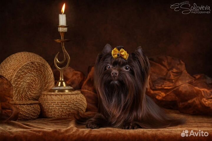 Йоркширский терьер горький шоколад