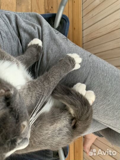 Котенок мальчик серый