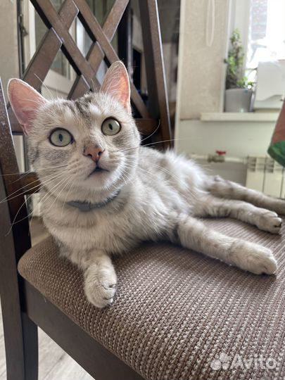 Кошка ищет дом