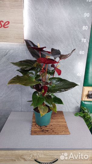 Антуриум деликата