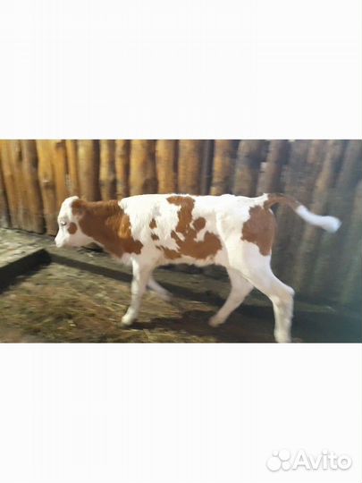 Телята симменталы