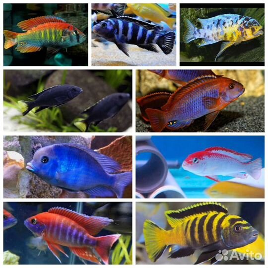 Мальки малавийских цихлид