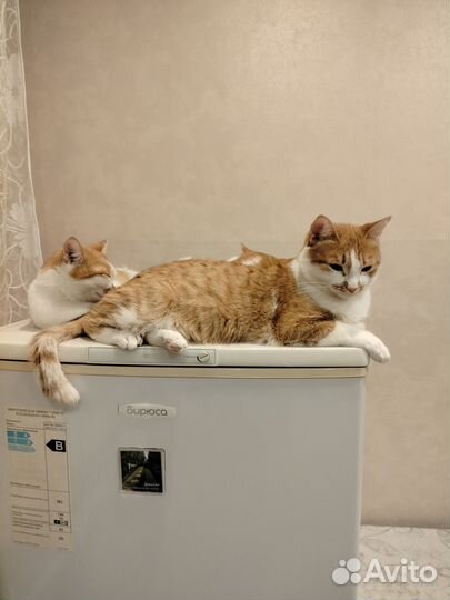 Кошки в добрые руки бесплатно