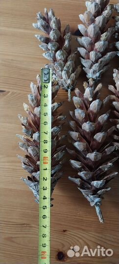 Шишки сосны